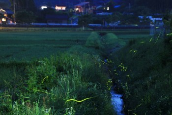 設楽山荘に宿泊　ホタル観賞(名倉地区)