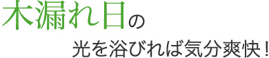 木漏れ日の光を浴びれば気分爽快！