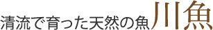 清流で育った天然の魚 川魚