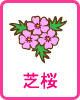 芝桜