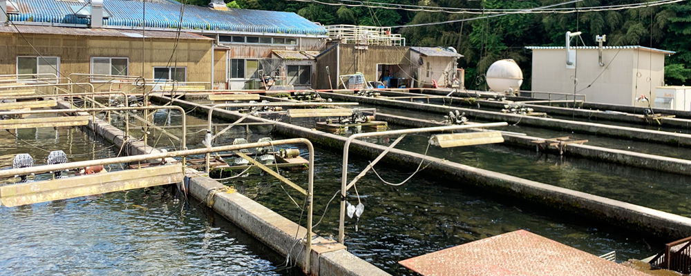 安心安全な魚を食卓へ。愛知県淡水養殖漁業協同組合の確かな技術