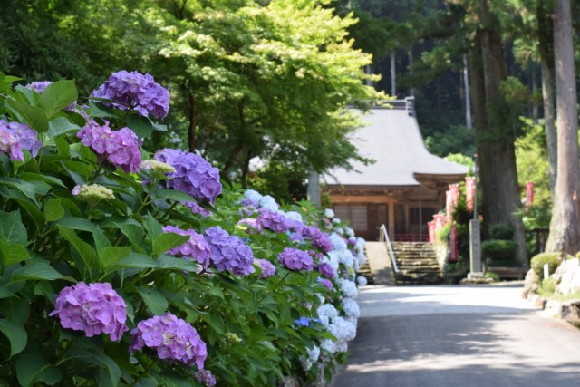 冨賀寺のあじさい