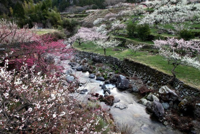 川売の梅花まつり かおれのばいかまつり キラッと奥三河観光ナビ 川売の梅花まつり かおれのばいかまつり キラッと奥三河観光ナビ
