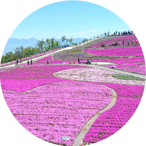 茶臼山高原芝桜の丘とは？