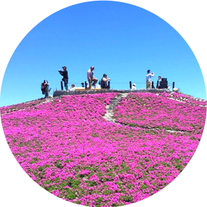 茶臼山高原芝桜の丘とは？