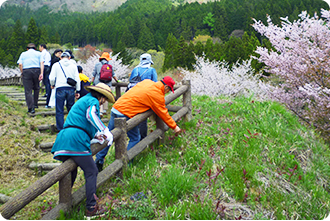 グリーンステージ花の木