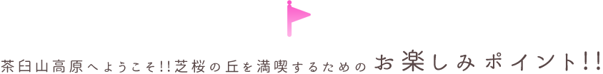 茶臼山高原へようこそ!!芝桜の丘を満喫するためのお楽しみポイント!!