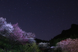 桃源郷に輝く星々